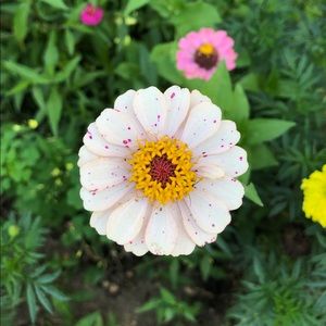 Meet your Posher, Maggie